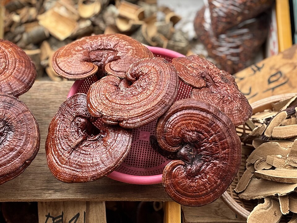 Lingzhi séchés sur un marché