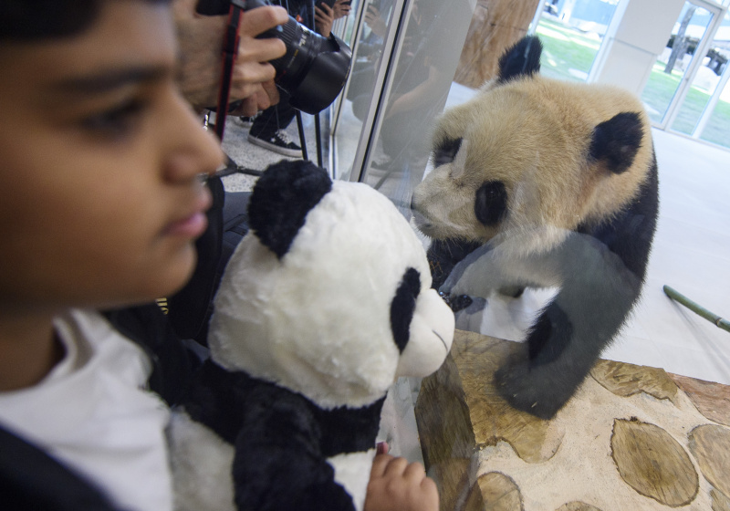 Un panda géant est vu le 19 octobre 2022 dans le parc Al Khor de Doha