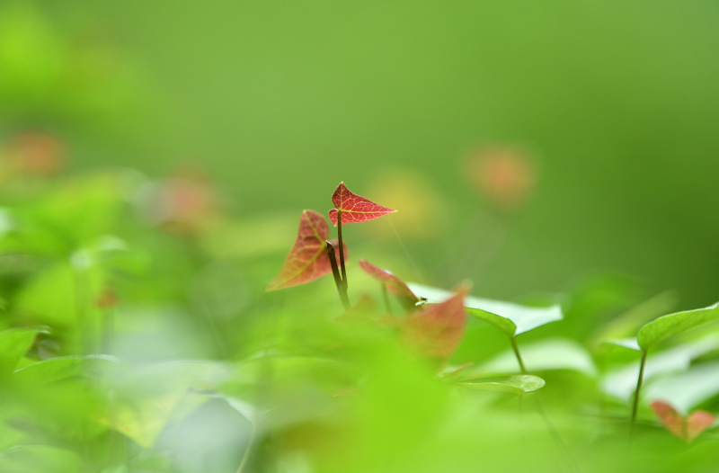 Des plantes dans un tiankeng