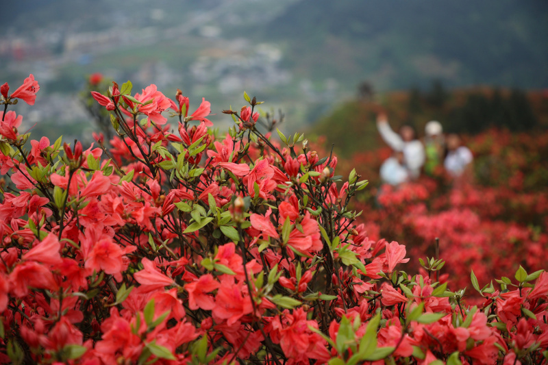 Des touristes admirent des fleurs d'azalées dans la montagne de Longquan du district de Danzhai