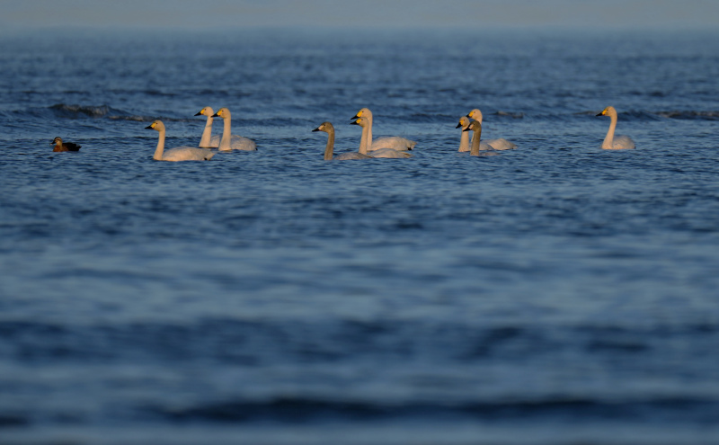 Des cygnes dans la zone humide de l'estuaire de la rivière Minjiang