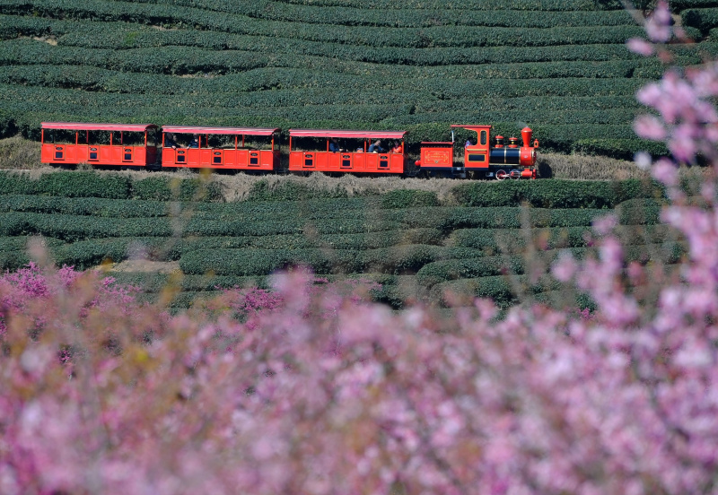 Des touristes prennent un train touristique dans un jardin de thé dans le bourg de Yongfu