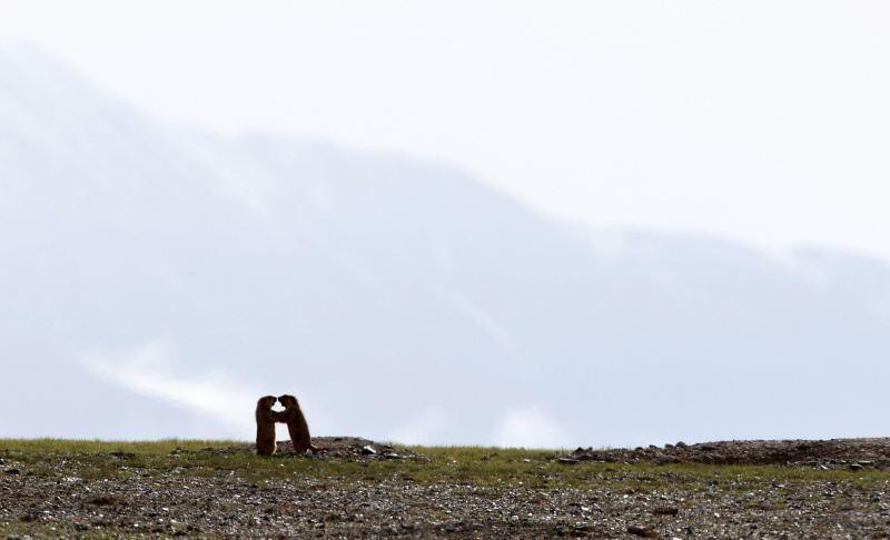 Des marmottes de l'Himalaya dans la Réserve naturelle nationale des monts Altun
