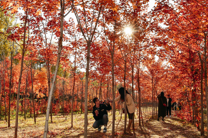 Des visiteurs prennent des photos sous des arbres aux couleurs automnales dans un parc de Changchun