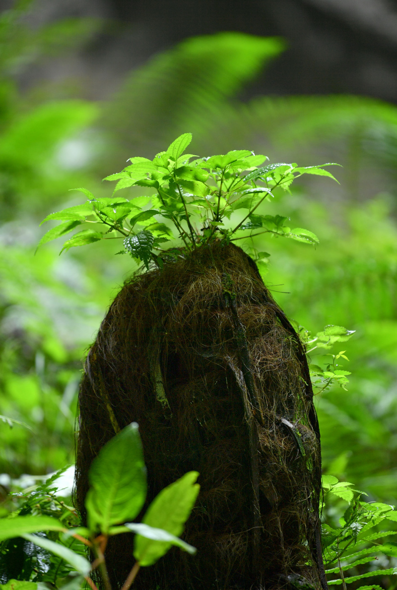 Des plantes dans un tiankeng