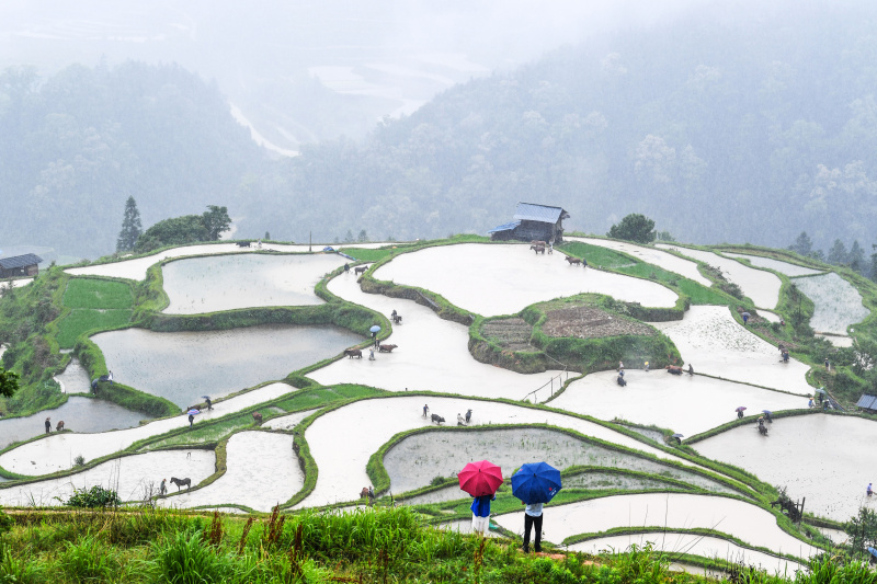 Des agriculteurs et du bétail travaillent dans les champs en terrasse lors doeun événement présentant les traditions agricoles locales dans le district de Liping de la préfecture autonome Miao et Dong de Qiandongnan