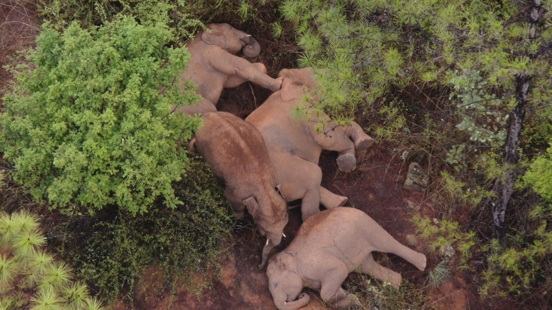 Photo aérienne d'un troupeau d'éléphants d'Asie sauvages à Shijie
