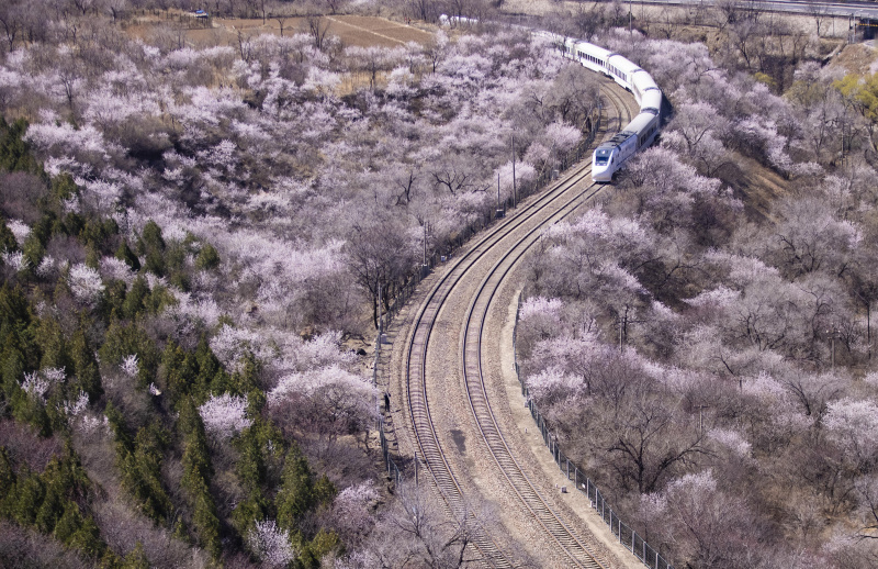 Un train roule au milieu de fleurs épanouies près de la section de Juyongguan de la Grande Muraille à Beijing