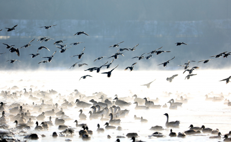 Des oiseaux migrateurs sur la rivière Hunhe