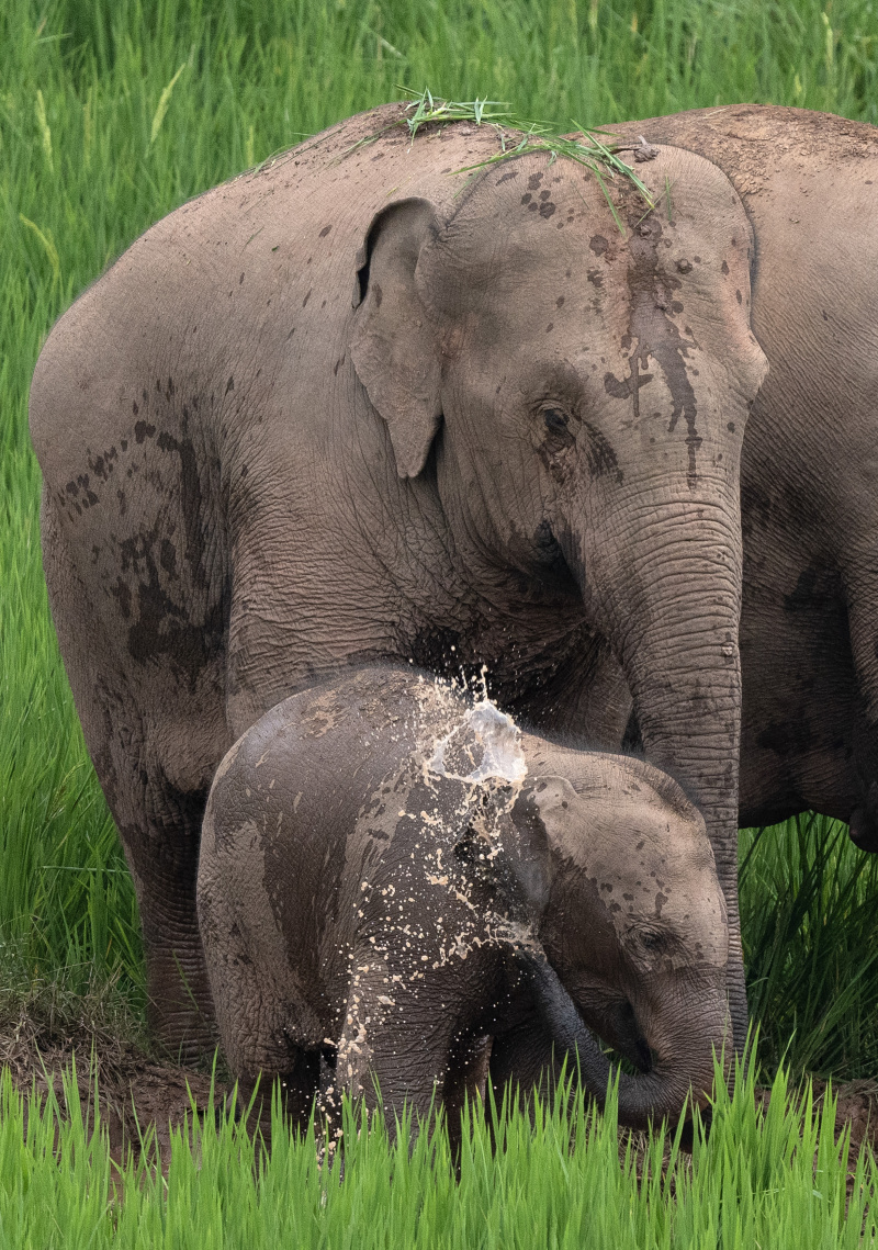 Photo aérienne d'un éléphant d'Asie dans des rizières du district autonome Hani et Yi de Jiangcheng