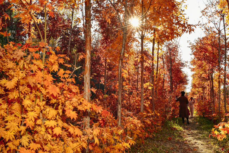 Des visiteurs prennent des photos sous des arbres aux couleurs automnales dans un parc de Changchun
