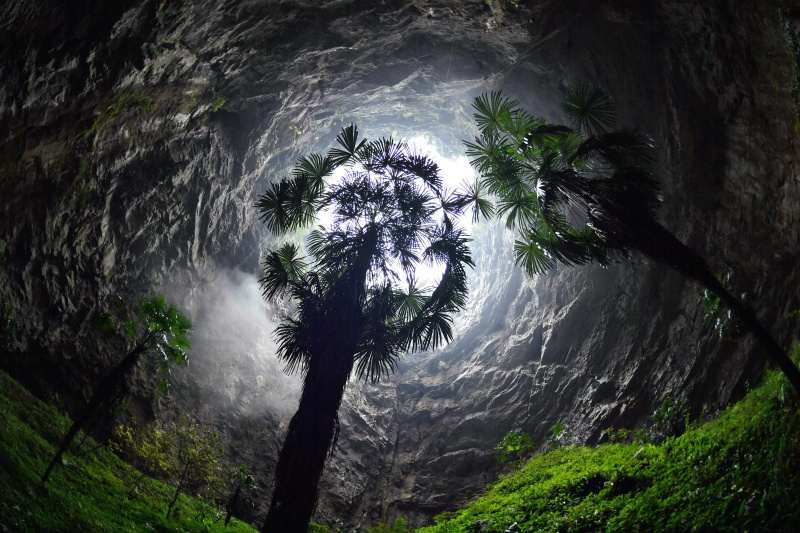 Des plantes dans un tiankeng