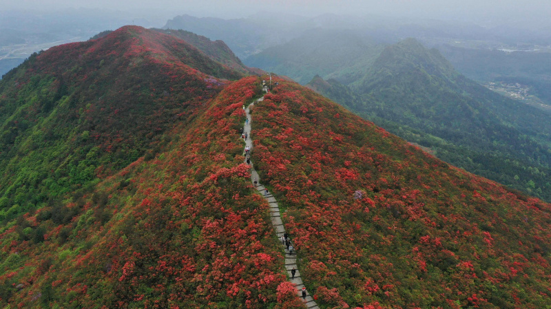Des touristes admirent des fleurs d'azalées dans la montagne de Longquan du district de Danzhai