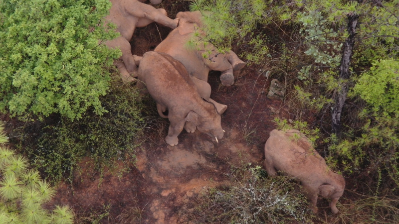 Photo aérienne d'un troupeau d'éléphants d'Asie sauvages à Shijie
