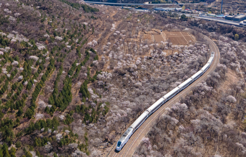 Un train roule au milieu de fleurs épanouies près de la section de Juyongguan de la Grande Muraille à Beijing