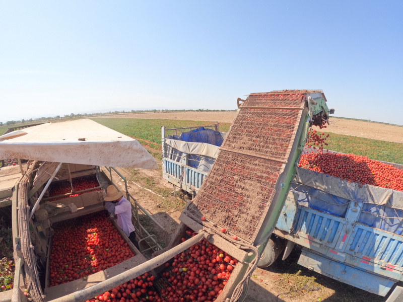 Un villageois récolte des tomates dans le village de Xingfu à Changji