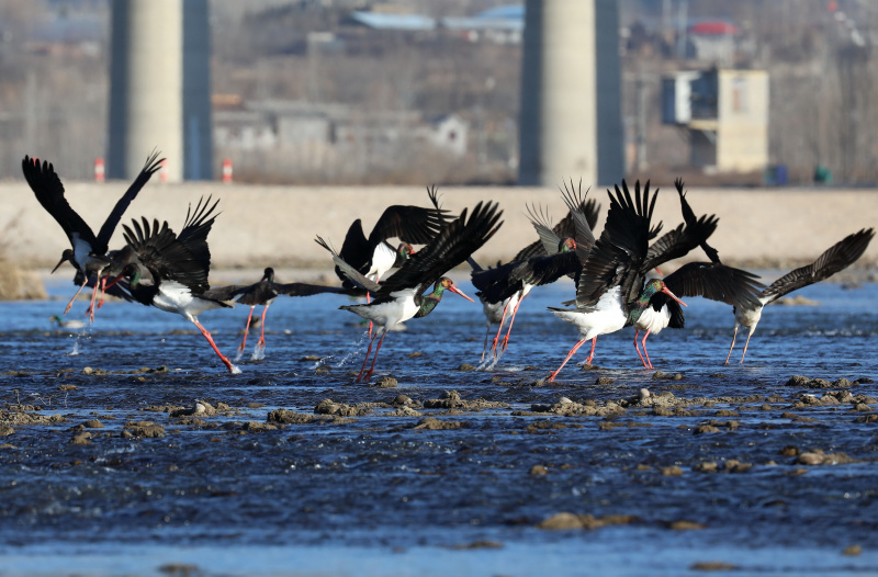 Des cigognes noires sur la rivière Mianman
