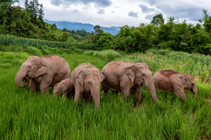 Photo aérienne d'un éléphant d'Asie dans des rizières du district autonome Hani et Yi de Jiangcheng