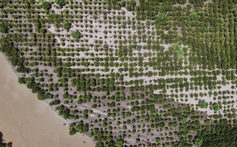 Vue aérienne d'une forêt-abri le long de la rivière Yarlung Zangbo à Shannan