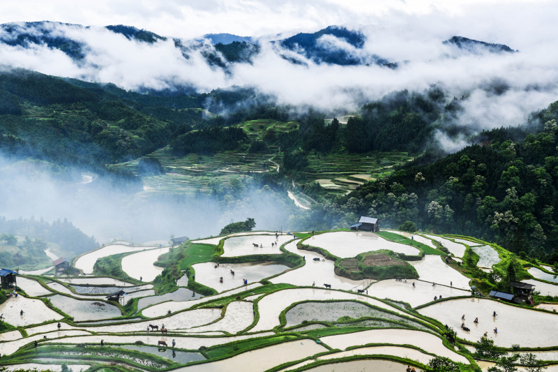 Des agriculteurs et du bétail travaillent dans les champs en terrasse lors doeun événement présentant les traditions agricoles locales dans le district de Liping de la préfecture autonome Miao et Dong de Qiandongnan