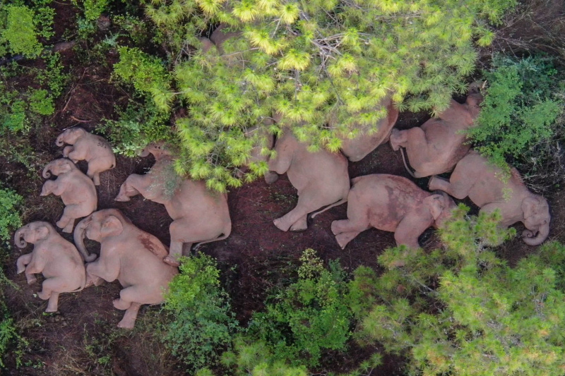 Photo aérienne d'un troupeau d'éléphants d'Asie dans le bourg de Shijie du district de Yimen