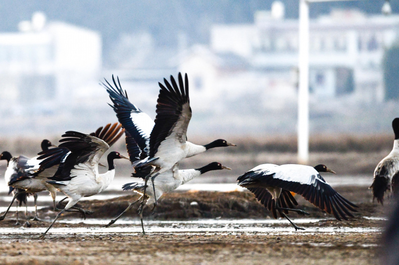 Des grues à cou noir dans la Réserve naturelle nationale de Caohai dans le district autonome Yi
