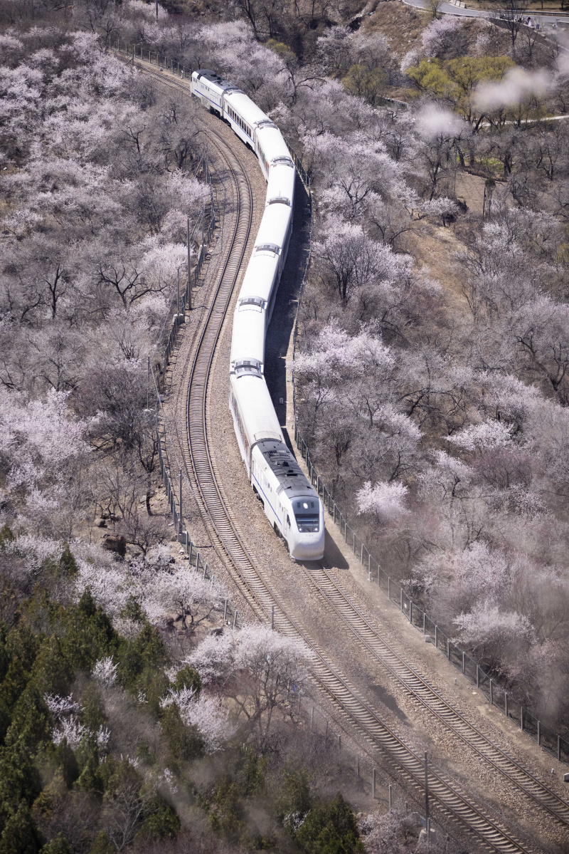 Un train roule au milieu de fleurs épanouies près de la section de Juyongguan de la Grande Muraille à Beijing