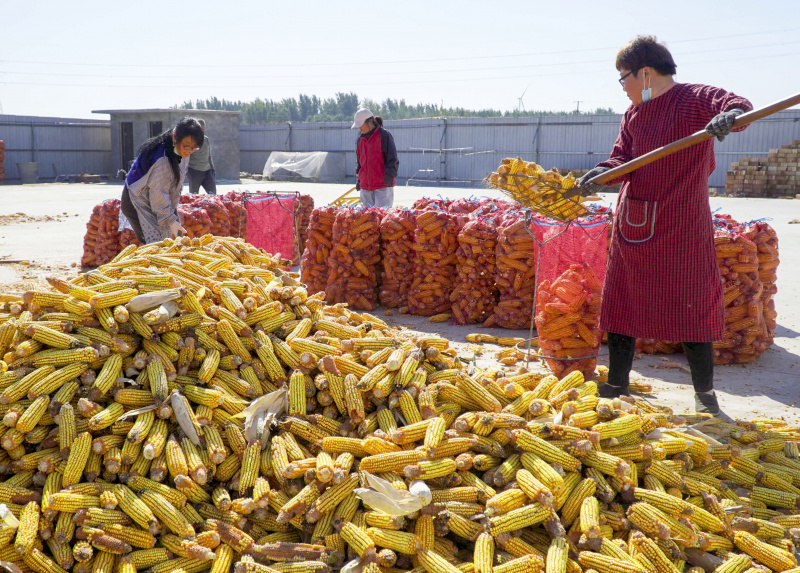 Des villageois séchant du maïs récolté dans le bourg de Huangdian du district de Dingtao