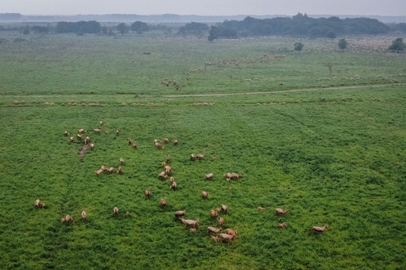 Des cerfs Milu dans la Réserve naturelle nationale des cerfs Milu de Shishou dans la province chinoise du Hubei (centre)