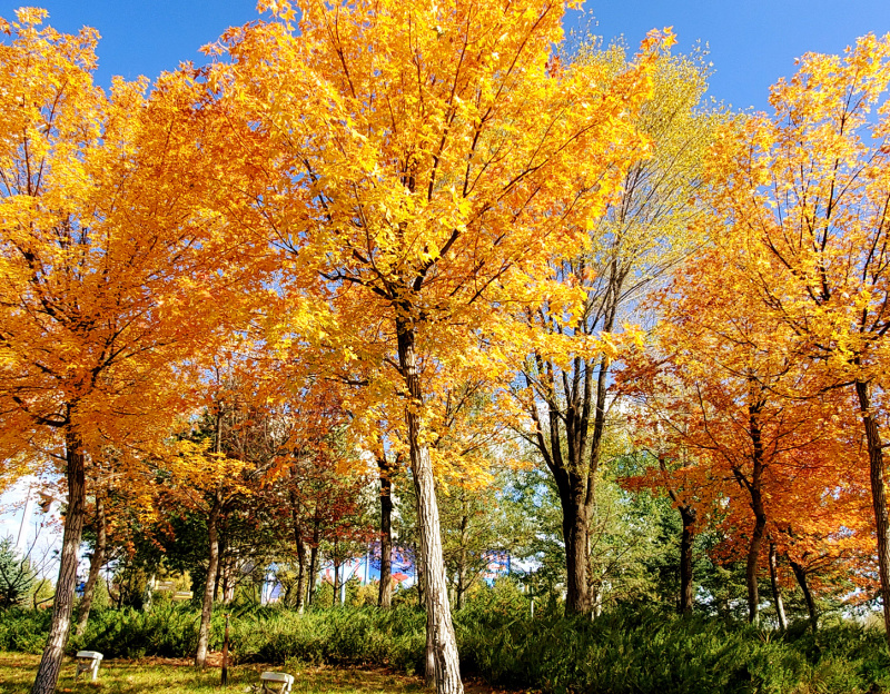 Paysage automnal dans un parc d'Ordos