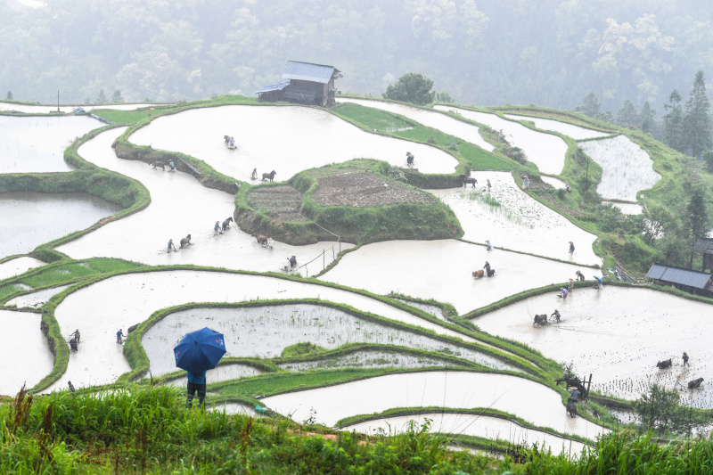 Des agriculteurs et du bétail travaillent dans les champs en terrasse lors d'un événement présentant les traditions agricoles locales dans le district de Liping de la préfecture autonome Miao et Dong de Qiandongnan
