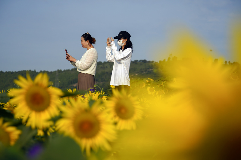 Des touristes prennent des photos au milieu de tournesols dans le bourg de Niangniangzhuang à Zunhua