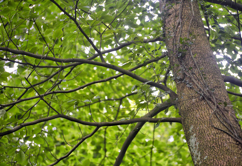 La photo prise le 8 octobre 2021 montre un arbre Emmenopterys henryi dans le parc forestier urbain de Longquanshan à Chengdu