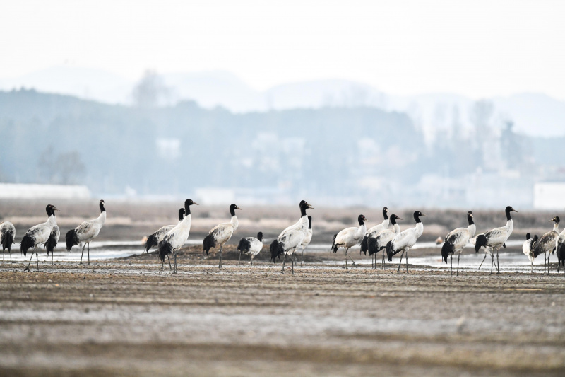 Des grues à cou noir et d'autres oiseaux migrants dans la Réserve naturelle nationale de Caohai dans le district autonome Yi