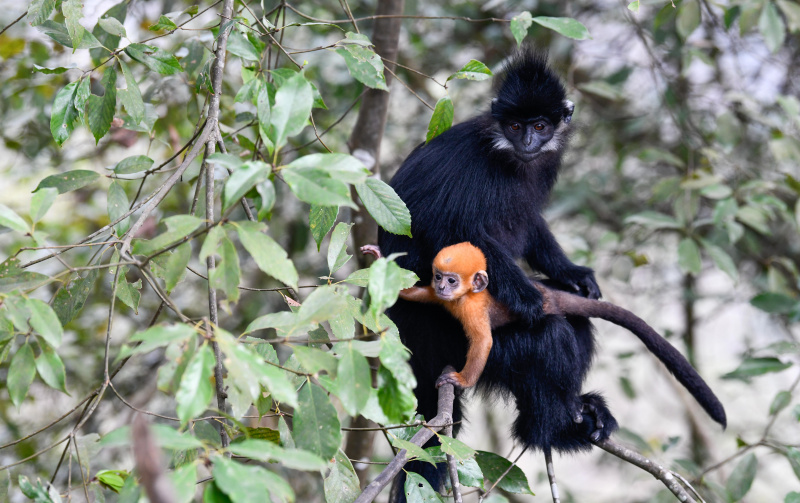 Un singe Langur de François avec son bébé dans la réserve naturelle nationale de Mayanghe
