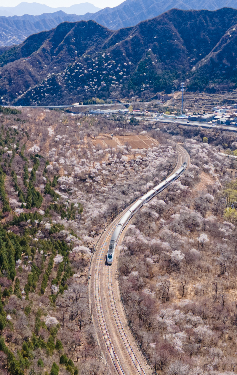 Un train roule au milieu de fleurs épanouies près de la section de Juyongguan de la Grande Muraille à Beijing