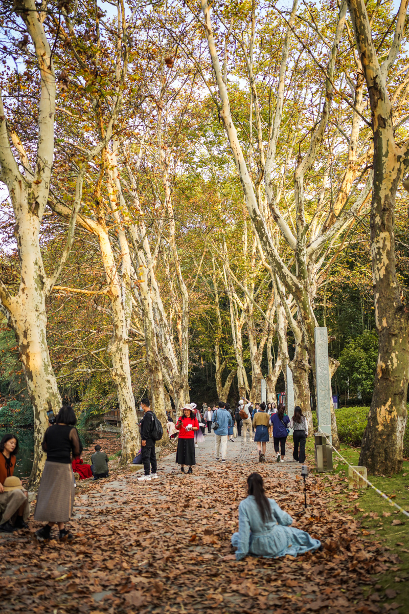 Des touristes profitent du paysage automnal du parc national des zones humides de Huaxi