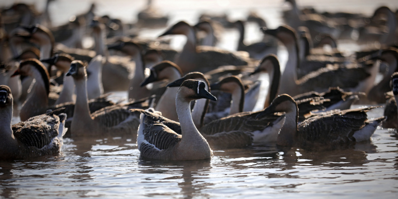 Des oiseaux migrateurs sur la rivière Hunhe