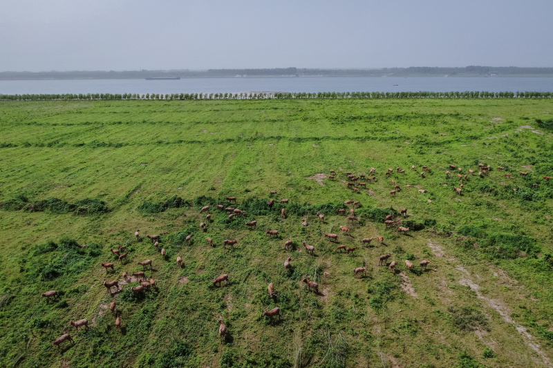 Des cerfs Milu dans la Réserve naturelle nationale des cerfs Milu de Shishou dans la province chinoise du Hubei (centre)