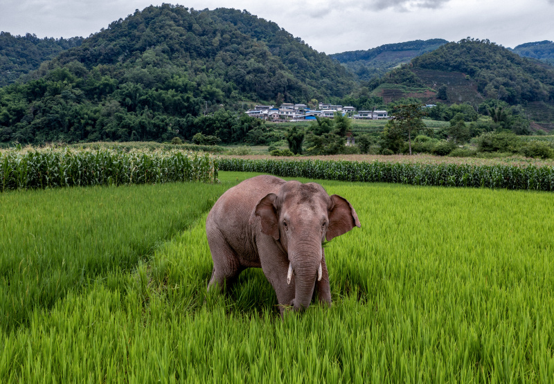 Photo aérienne d'un éléphant d'Asie dans des rizières du district autonome Hani et Yi de Jiangcheng