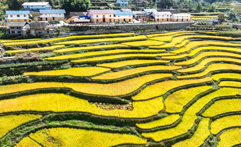 Des villageois récoltent du riz dans un champ en terrasses dans le village de Changchun de la ville de Yichang