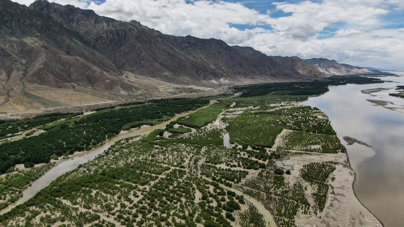 Vue aérienne d'une forêt-abri le long de la rivière Yarlung Zangbo à Shannan