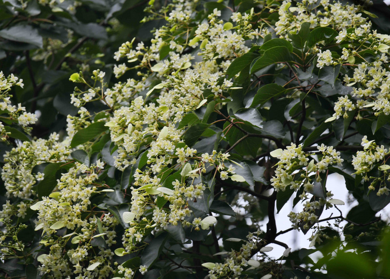 La photo prise le 8 octobre 2021 montre un arbre Emmenopterys henryi dans le parc forestier urbain de Longquanshan à Chengdu