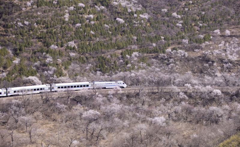 Un train roule au milieu de fleurs épanouies près de la section de Juyongguan de la Grande Muraille à Beijing