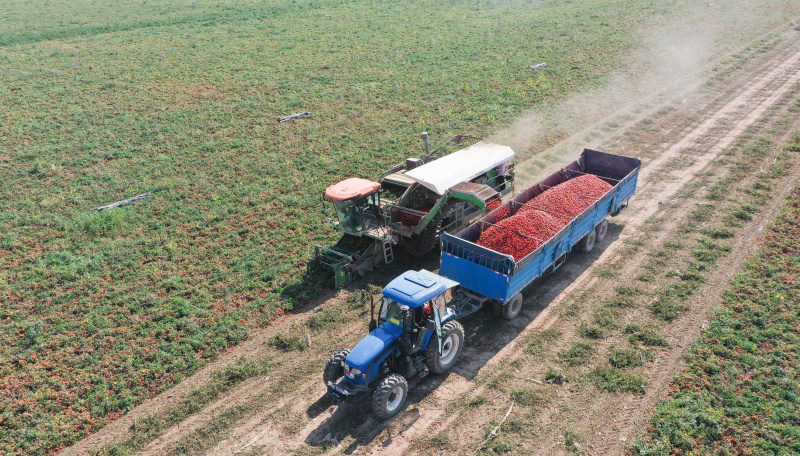 Des villageois récoltent des tomates dans le village de Xingfu à Changji
