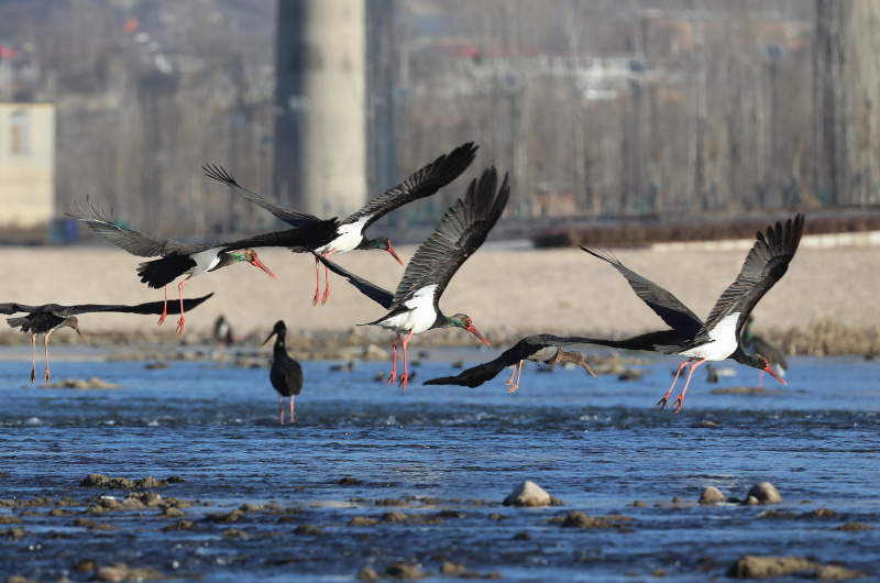 Des cigognes noires sur la rivière Mianman