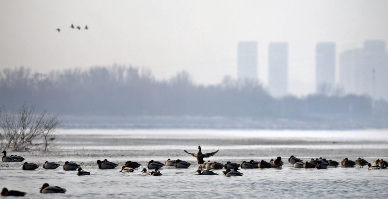 Des oiseaux migrateurs sur la rivière Hunhe