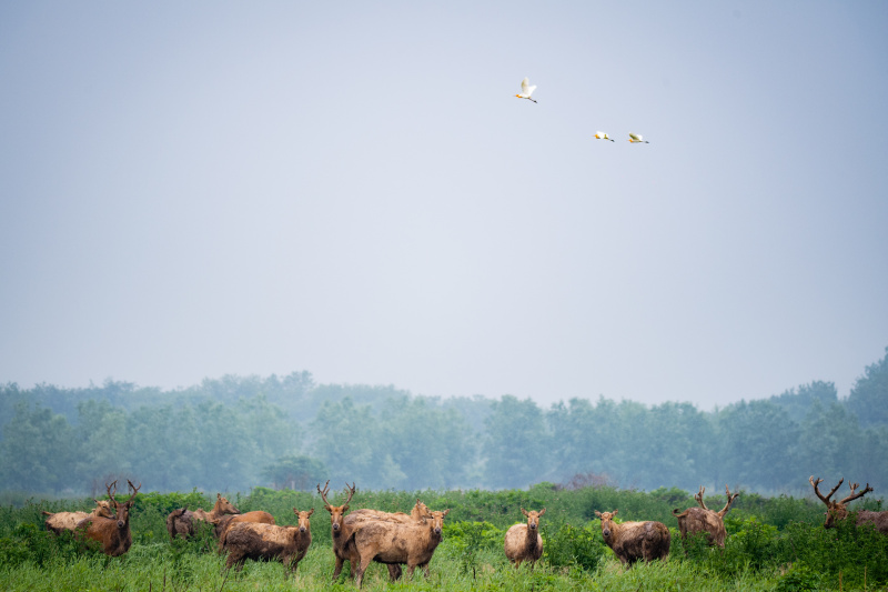 Des cerfs Milu dans la Réserve naturelle nationale des cerfs Milu de Shishou dans la province chinoise du Hubei (centre)