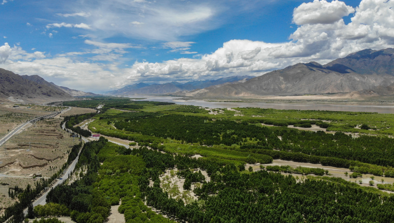 Vue aérienne d'une forêt-abri le long de la rivière Yarlung Zangbo à Shannan