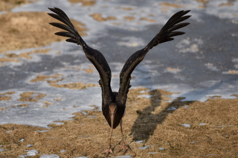 Une cigogne noire est aperçue dans le parc des zones humides de la rivière de Beichuan à Xining